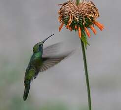 Colibri d'Anaïs