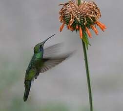 Colibri d'Anaïs