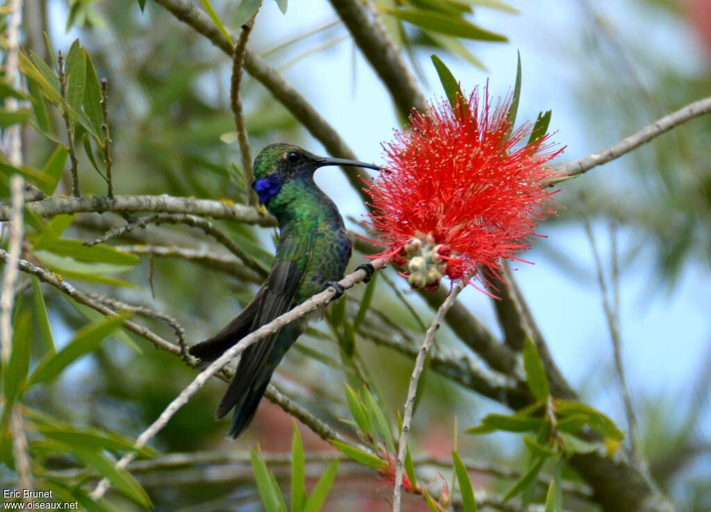 Colibri d'Anaïs adulte, habitat, mange