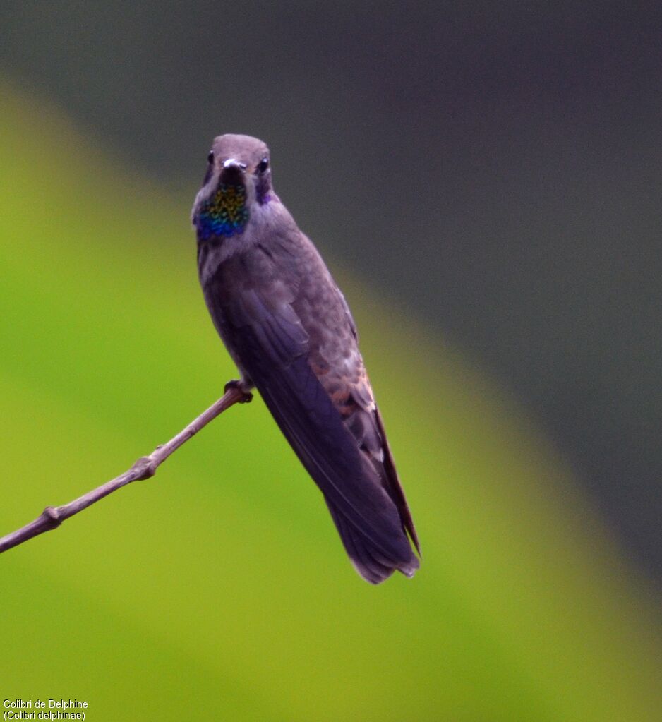 Brown Violetearadult, identification