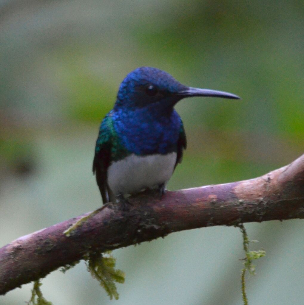 White-necked Jacobinadult, identification