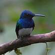 Colibri jacobin