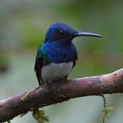 White-necked Jacobin