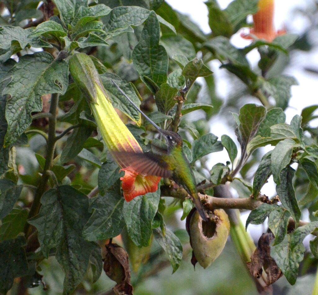 Sword-billed Hummingbirdadult, identification, Flight, feeding habits