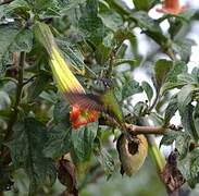 Sword-billed Hummingbird