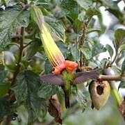 Sword-billed Hummingbird