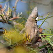 White-backed Mousebird