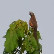 Red-backed Mousebird