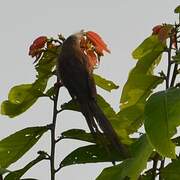 Red-backed Mousebird