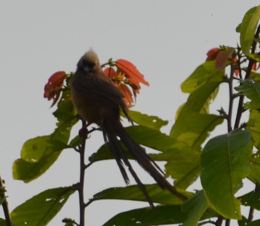 Red-backed Mousebirdadult