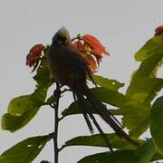 Red-backed Mousebird