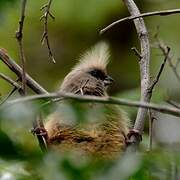 Speckled Mousebird