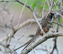 Speckled Mousebird