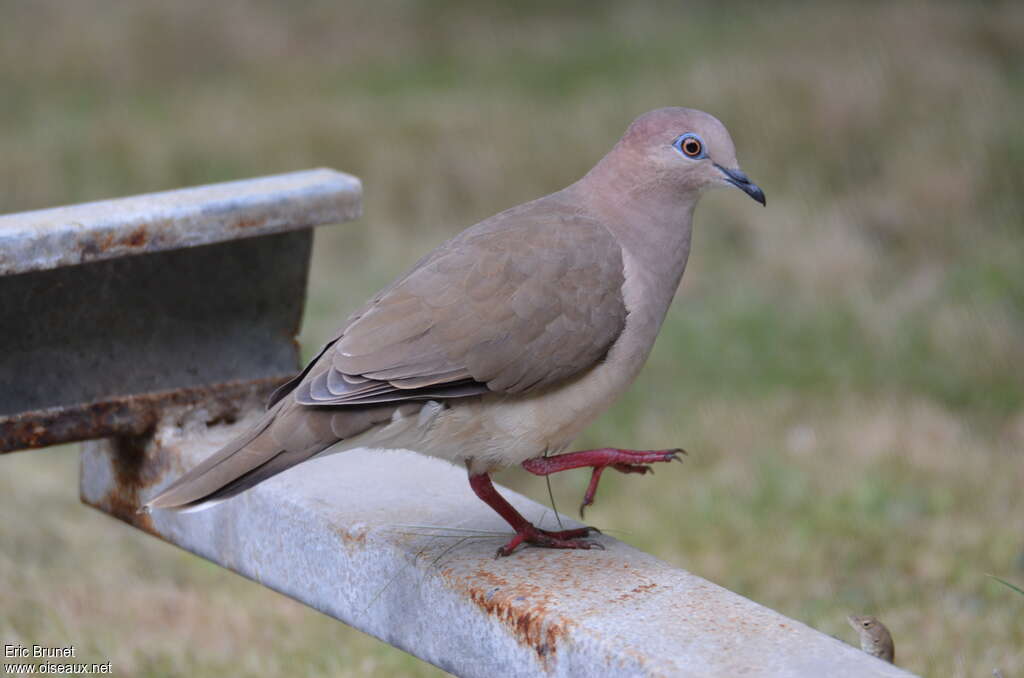 Colombe de Verreauxadulte, identification