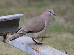 White-tipped Dove