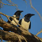 Corbeau pie