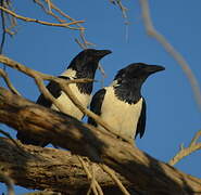 Pied Crow