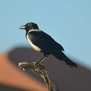 Pied Crow