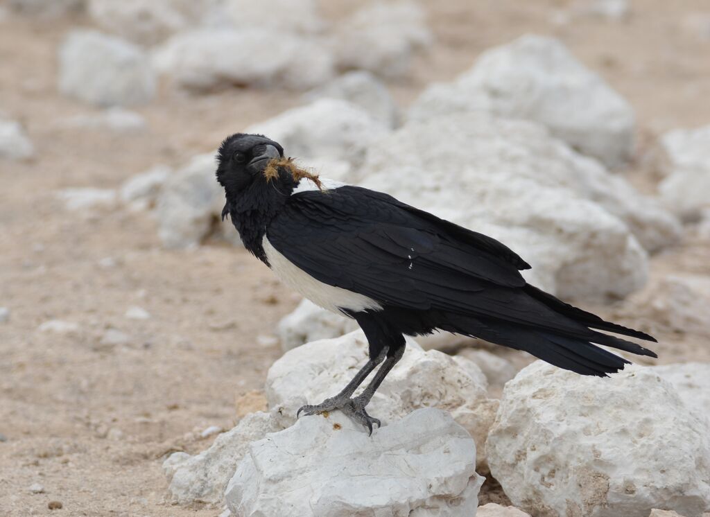 Pied Crowadult, identification, feeding habits