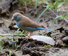 Red-cheeked Cordon-bleu