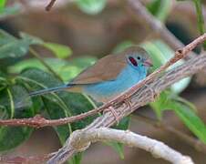 Red-cheeked Cordon-bleu