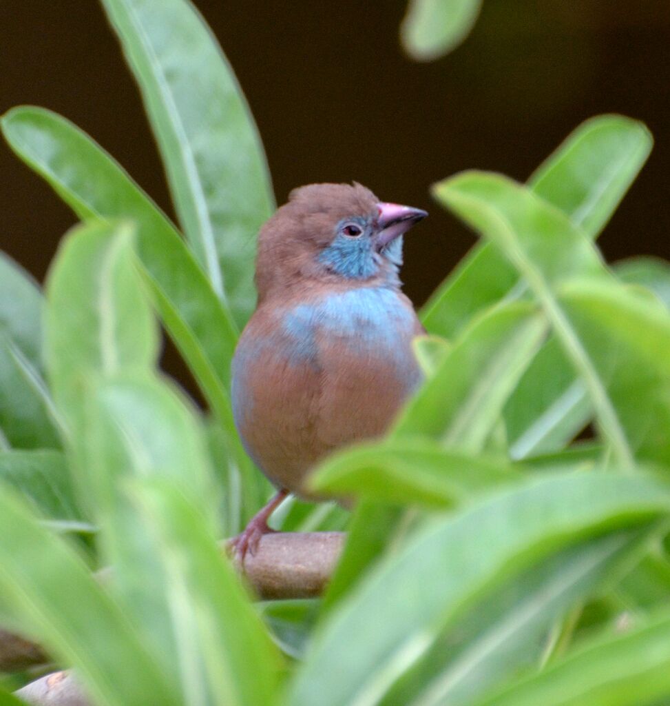 Cordonbleu à joues rougesimmature, identification