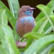 Red-cheeked Cordon-bleu