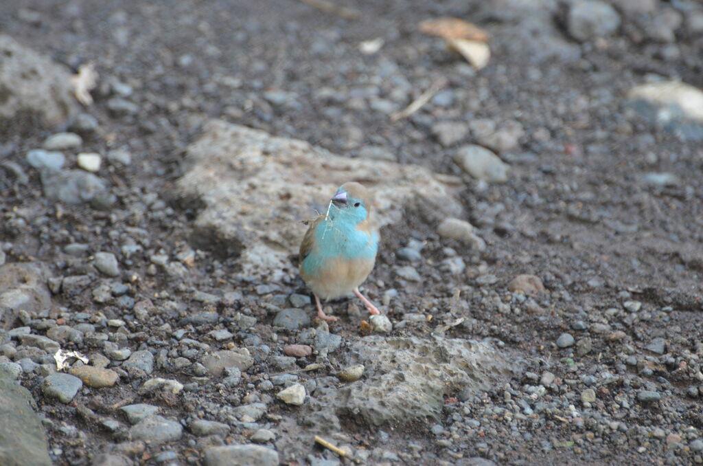 Blue Waxbill female adult, identification, Reproduction-nesting