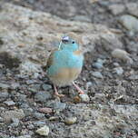 Cordonbleu de l'Angola