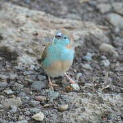 Blue Waxbill