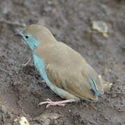 Blue Waxbill