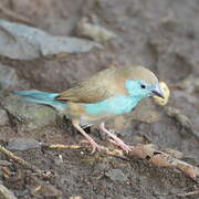 Blue Waxbill