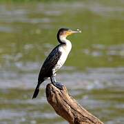 White-breasted Cormorant