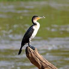 Cormoran à poitrine blanche