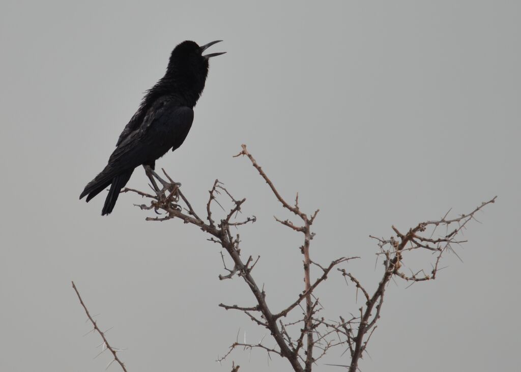 Cape Crowadult, identification