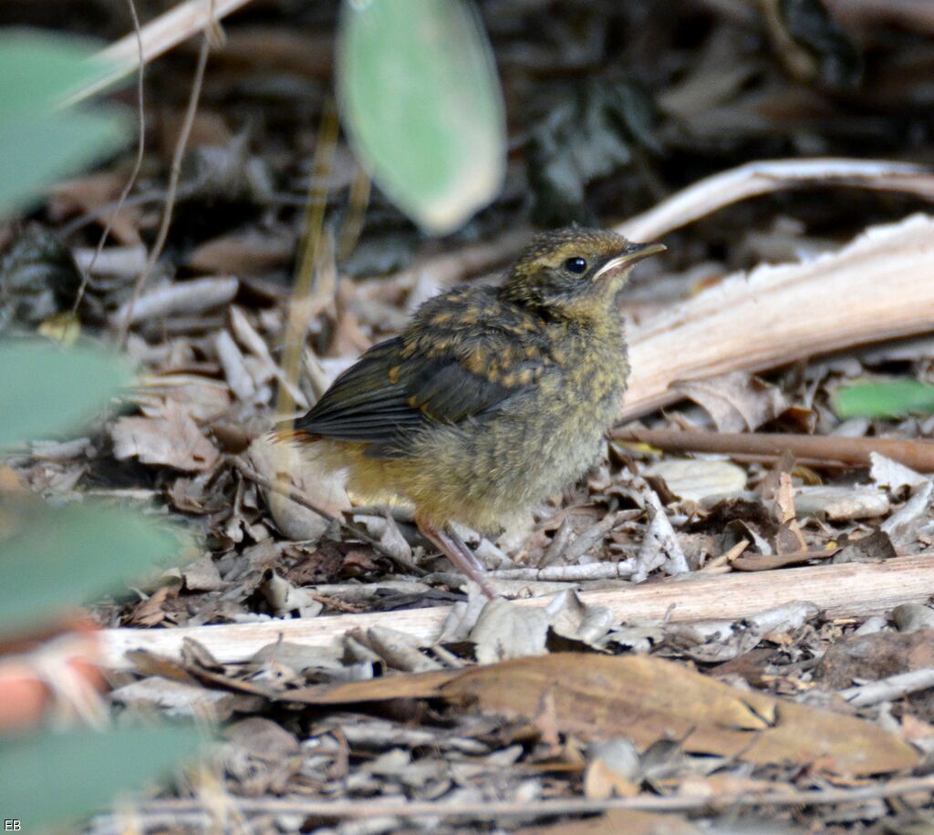 White-browed Robin-ChatPoussin, identification