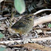 White-browed Robin-Chat