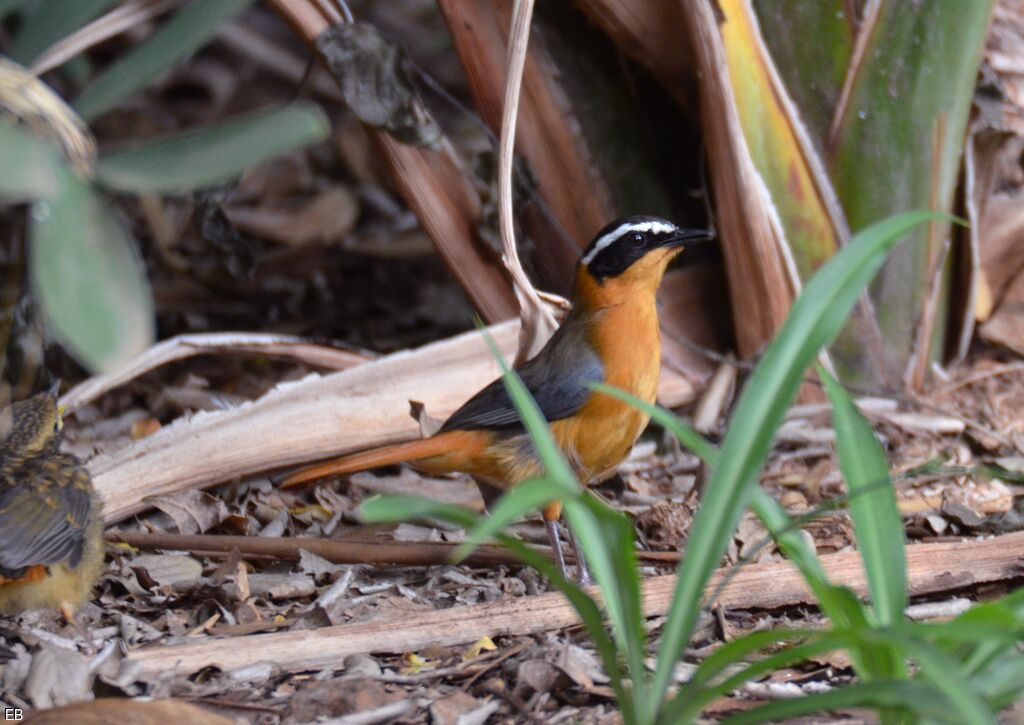 White-browed Robin-Chatadult, identification