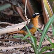 White-browed Robin-Chat