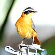 White-browed Robin-Chat