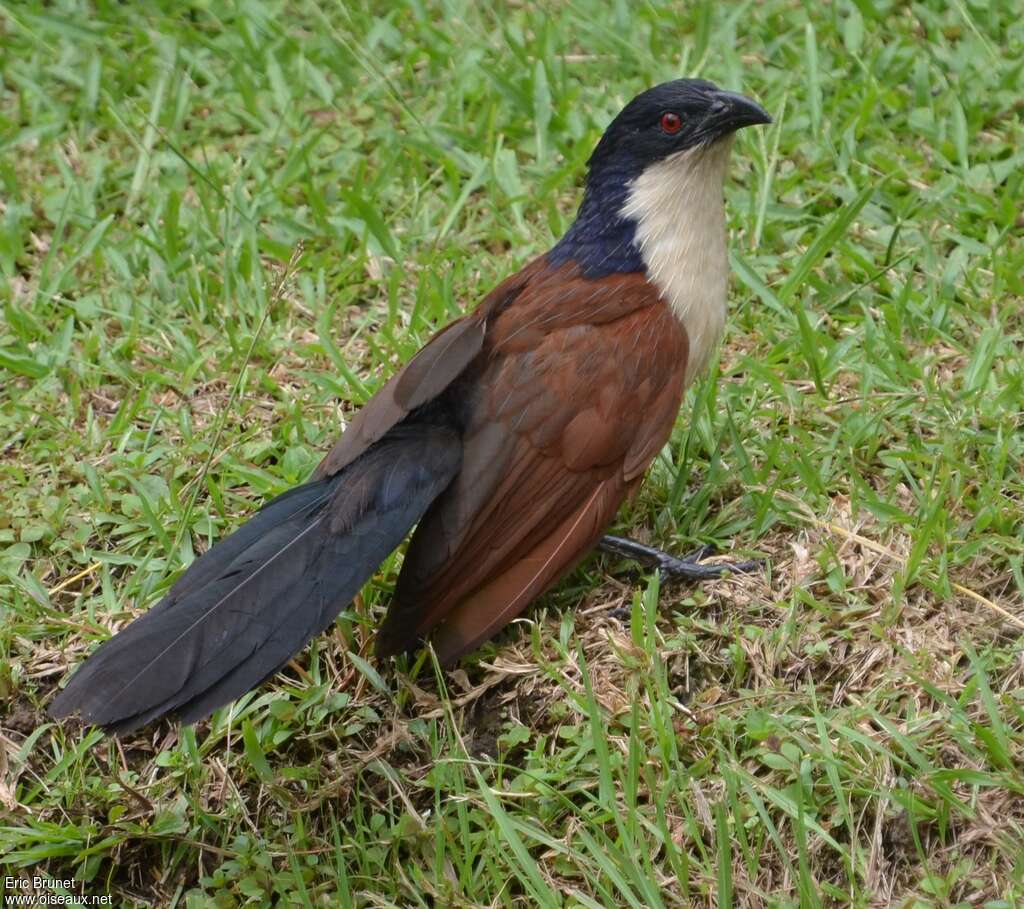 Coucal à nuque bleueadulte, identification