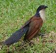 Coucal à nuque bleue