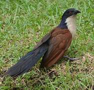 Coucal à nuque bleue