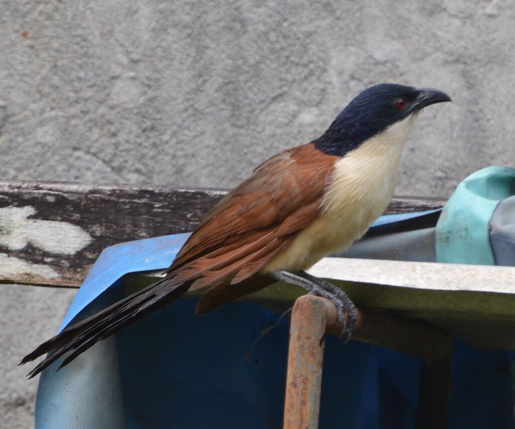 Blue-headed Coucaladult