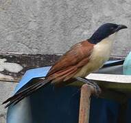 Coucal à nuque bleue