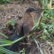 Coucal à nuque bleue