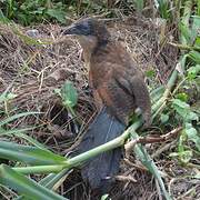 Coucal à nuque bleue