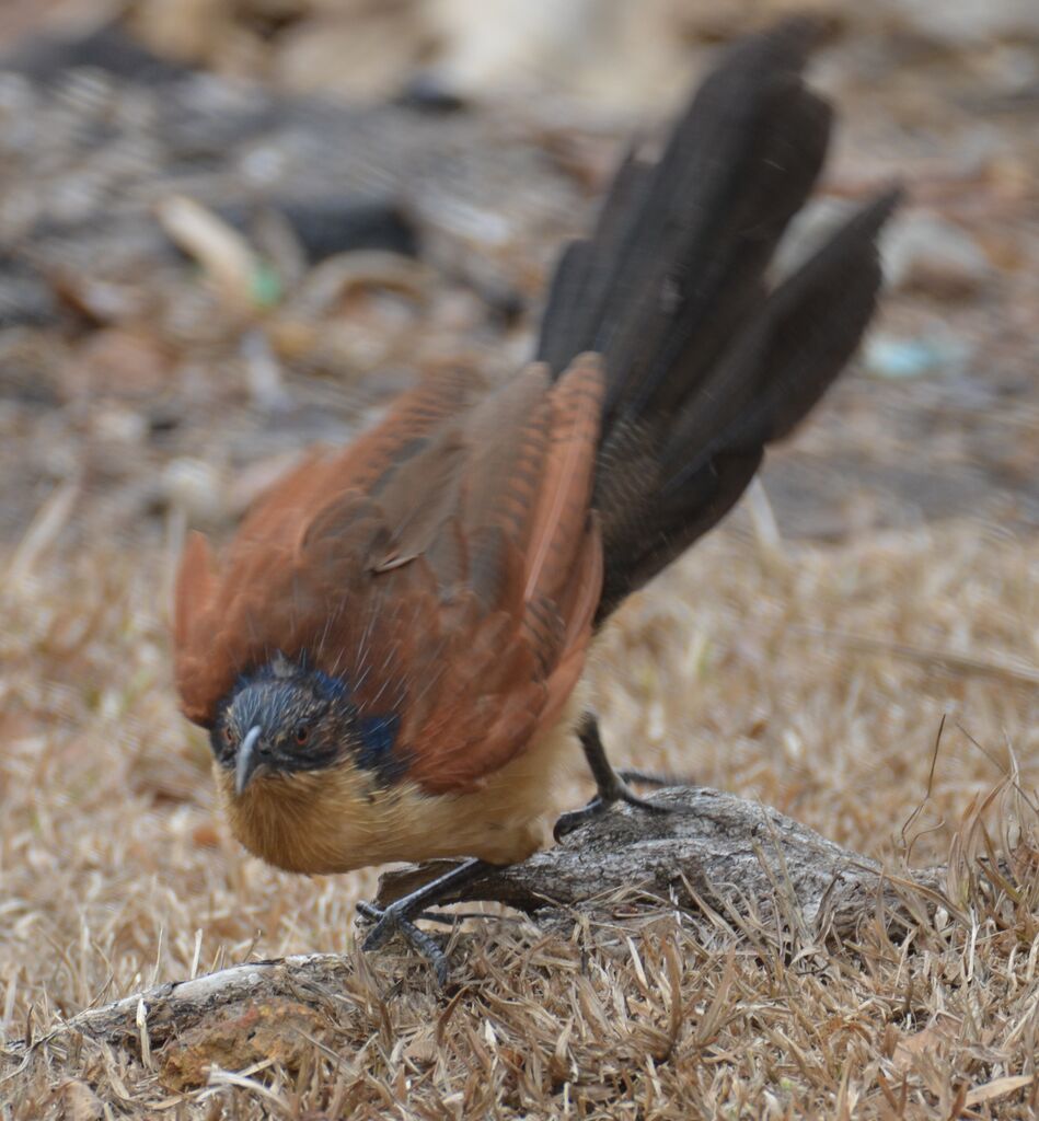 Coucal à nuque bleuejuvénile, identification