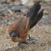 Blue-headed Coucal