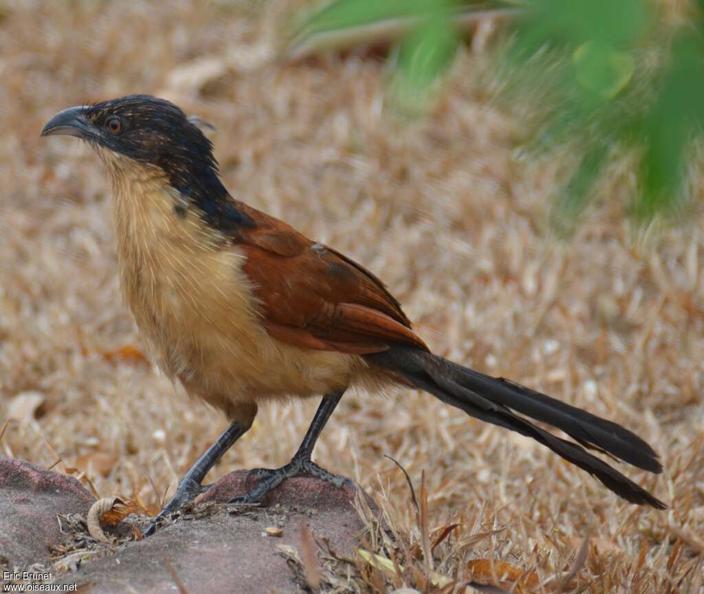 Coucal à nuque bleuesubadulte, identification